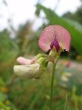 fiore