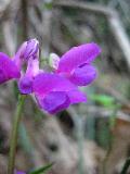 Lathyrus vernus subsp. vernus (L.) Bernh. BIOLVEG