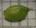 frutto