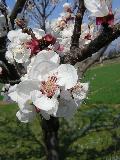 fiore
