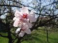 Prunus dulcis (Miller) D. A. Webb BIOLVEG