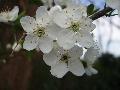 Prunus domestica L. s.l. BIOLVEG