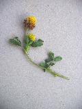 particolare