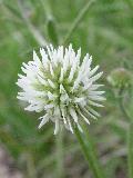 fiore