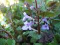 fiore fiore
