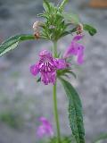 fiore