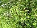 pianta