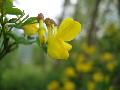 Hippocrepis emerus L. subsp. emerus Lassen BIOLVEG