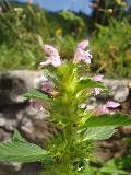 Galeopsis bifida Boenn. BIOLVEG