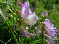 Vicia sylvatica L. BIOLVEG