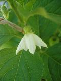 fiore