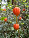 frutto