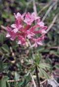 fiore fiore