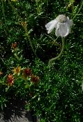 pianta