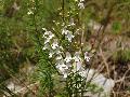 fiore