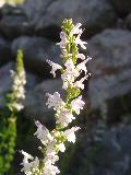 fiore