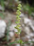 fiore