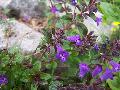 fiore fiore