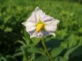fiore fiore