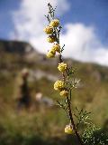 fiore