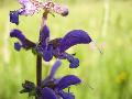 fiore