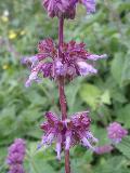 fiore