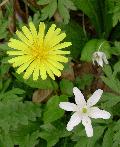 fiore fiore
