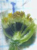 particolare