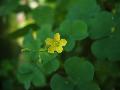 fiore