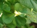 fiore