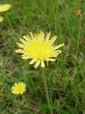 fiore