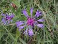 fiore