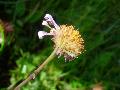 particolare
