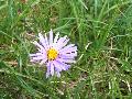 fiore