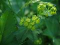fiore