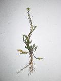 pianta
