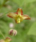 Epimedium alpinum L. BIOLVEG