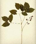 fiore