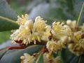 fiore