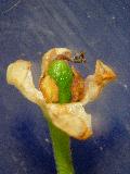 fiore