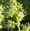 fiore fiore