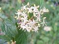 fiore