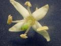 fiore