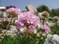 fiore fiore