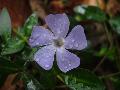 fiore