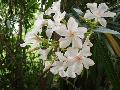 fiore