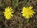 fiore
