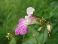 fiore