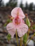 fiore