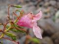 fiore